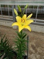 [5046 Ceb Dazzel No01.JPG]